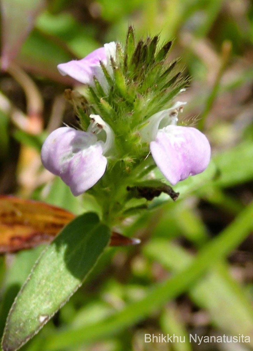 Rostellularia procumbens (L.) Nees